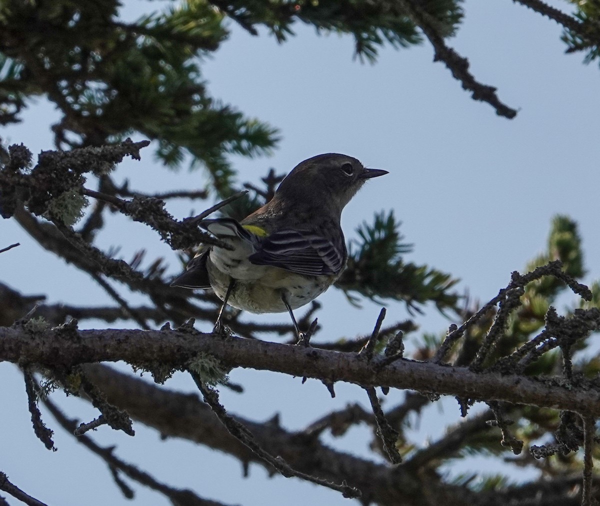 Yellow-rumped Warbler - ML623894526