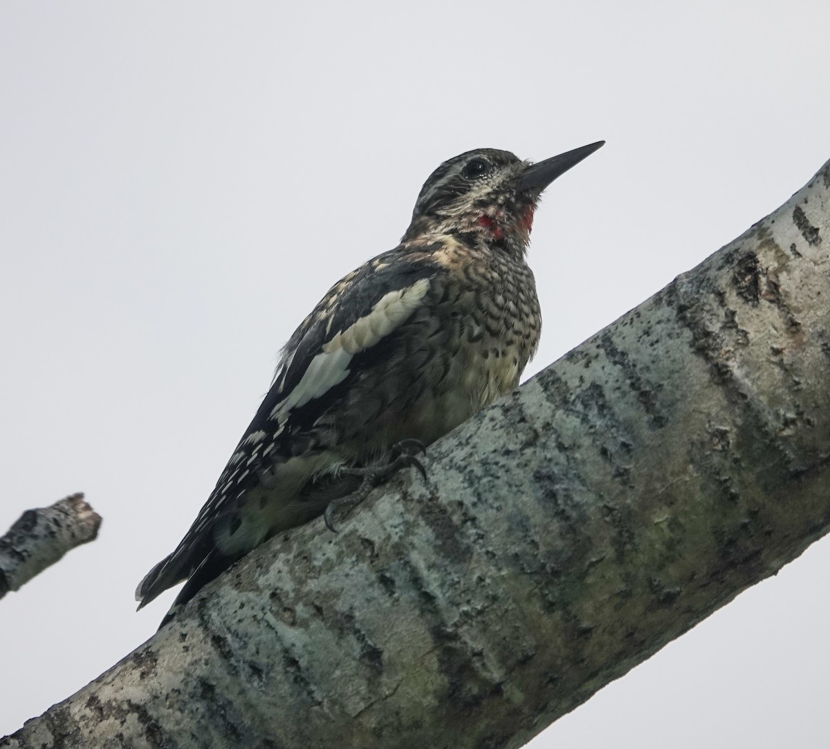 Yellow-bellied Sapsucker - ML623894541