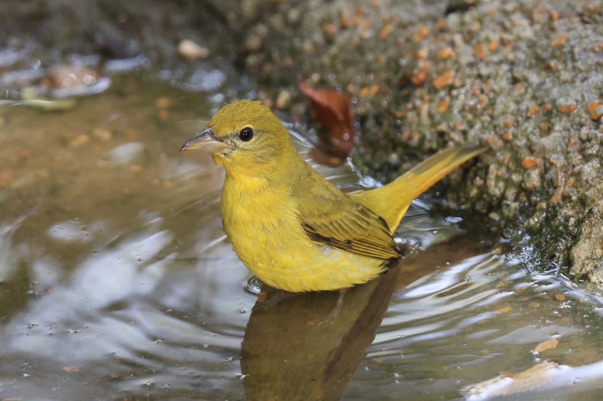 Summer Tanager - ML623894542