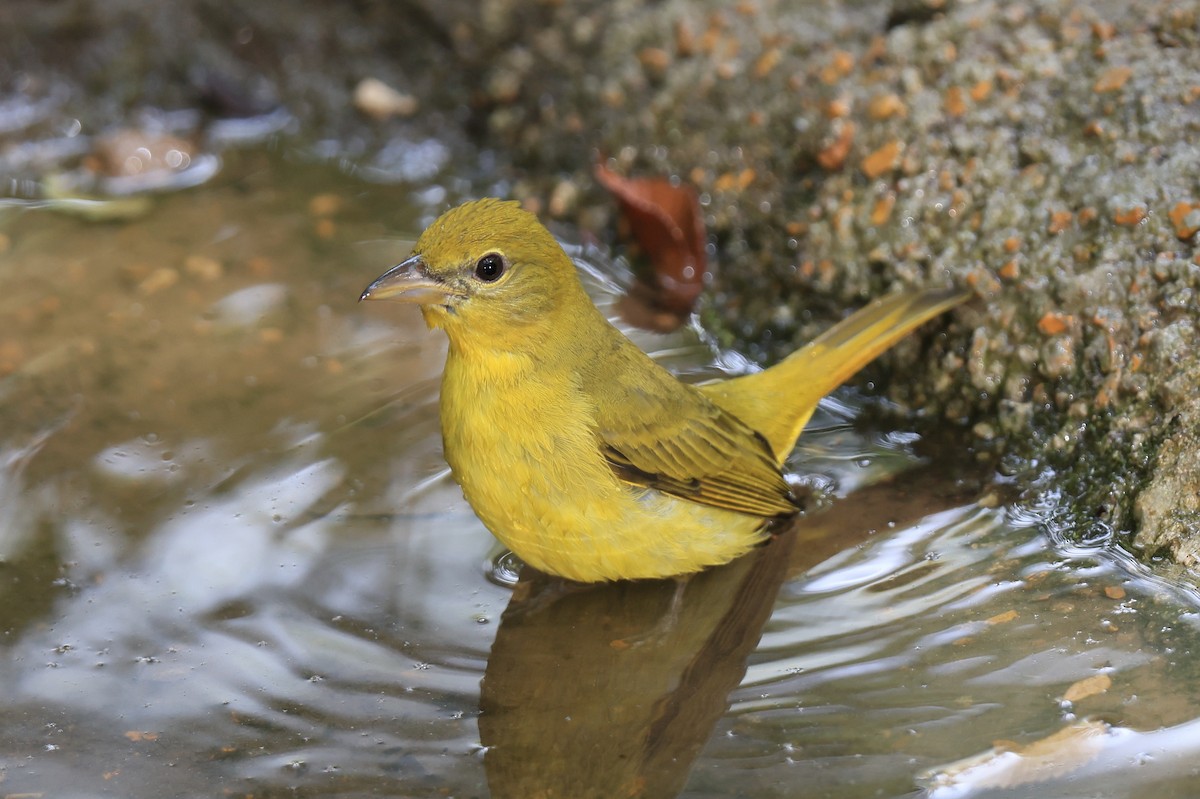 Summer Tanager - William Baldridge