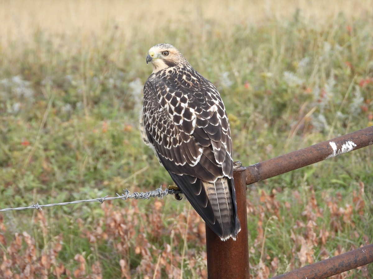 Swainson's Hawk - ML623894547