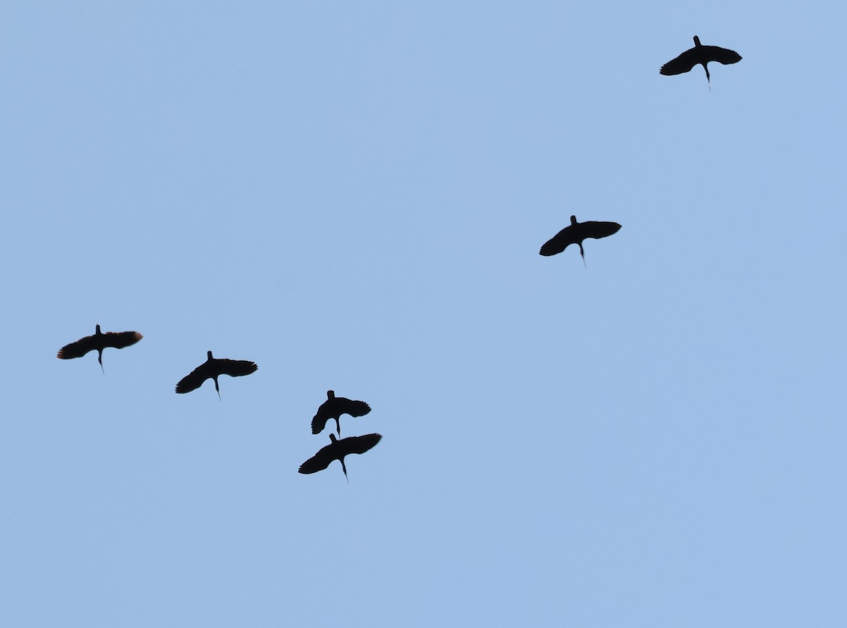 White-faced Ibis - ML623894549