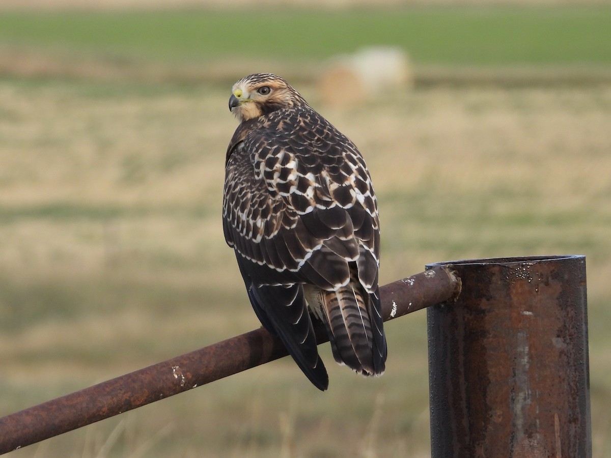 Swainson's Hawk - ML623894550