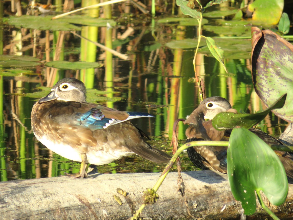 Wood Duck - ML623894556