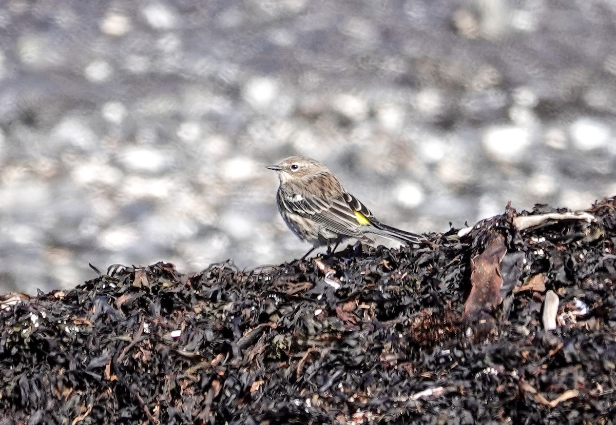 Yellow-rumped Warbler - ML623894557