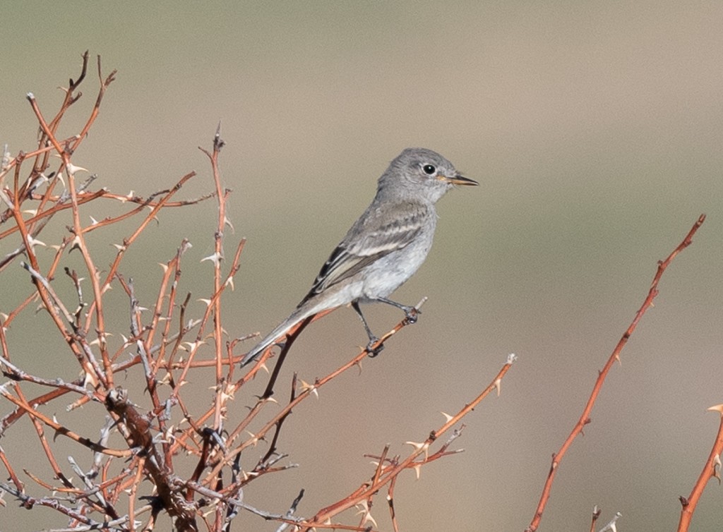 Gray Flycatcher - ML623894579