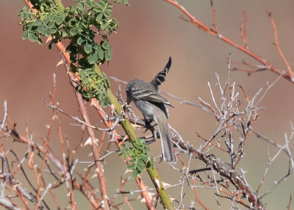 Gray Flycatcher - ML623894580