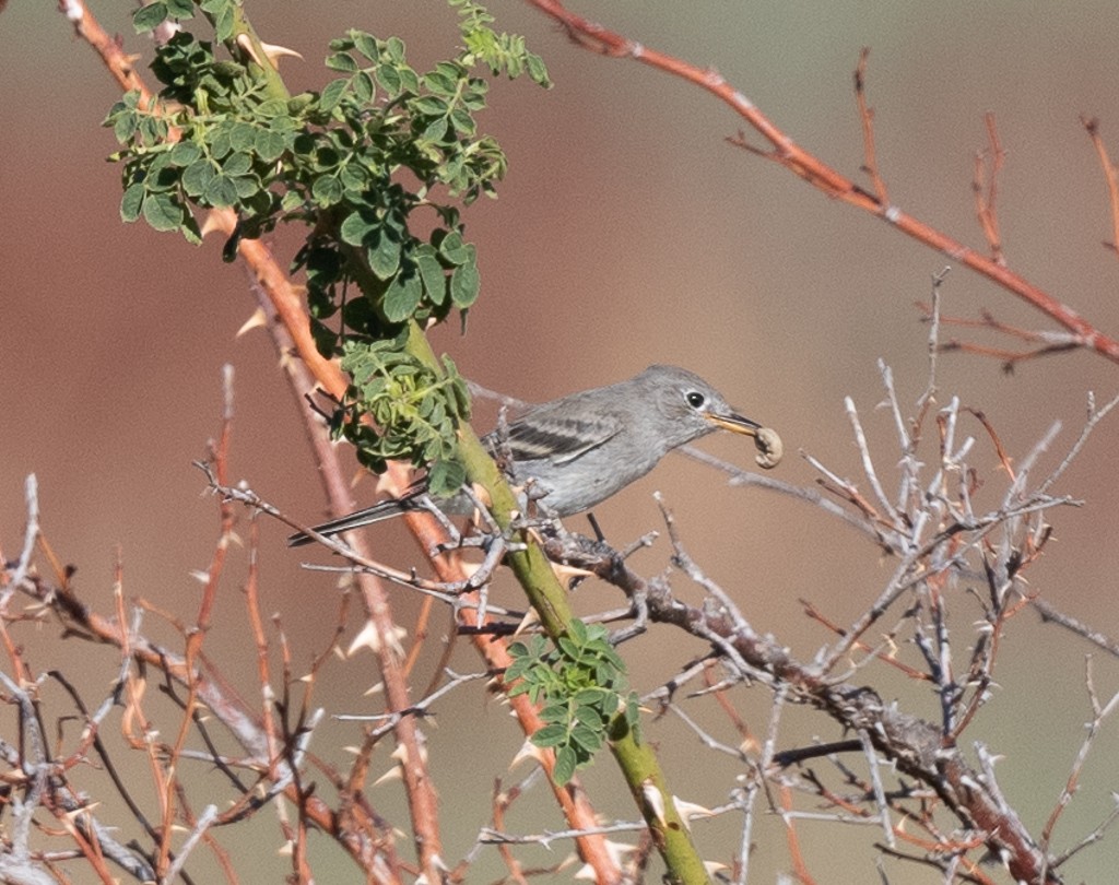 Gray Flycatcher - ML623894581