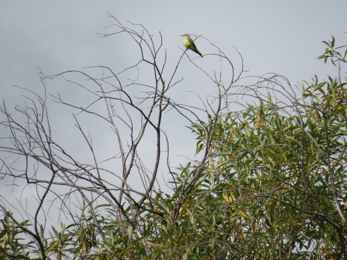 Western Kingbird - ML623894608