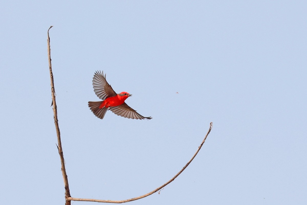 Vermilion Flycatcher (Austral) - ML623894620