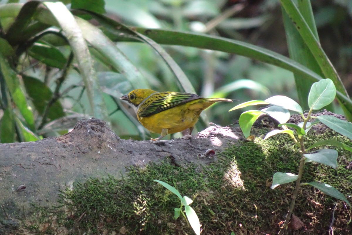 Silver-throated Tanager - ML623894623