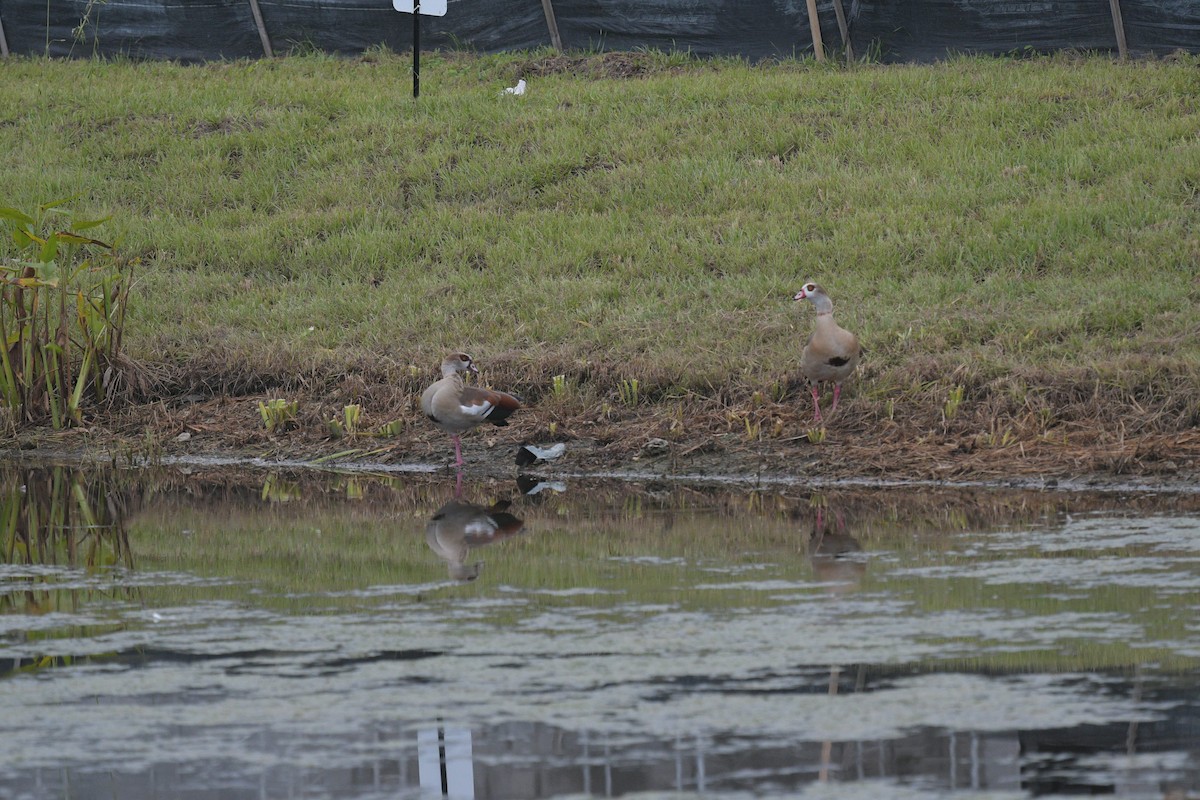 Egyptian Goose - ML623894625