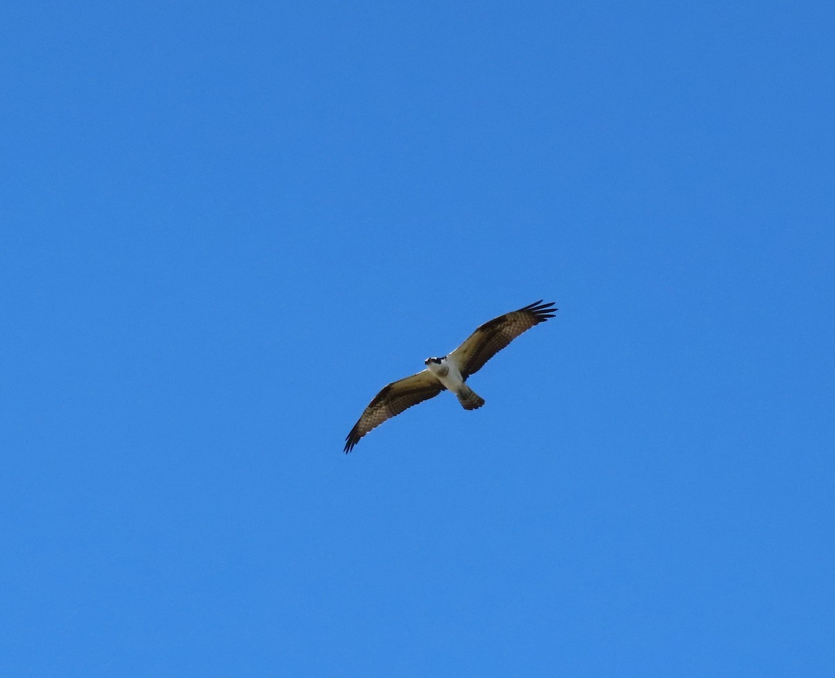 Osprey - Becky Turley