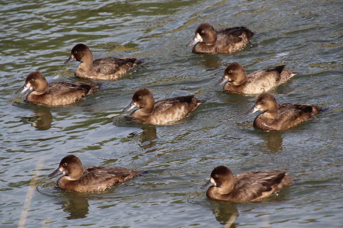 Lesser Scaup - ML623894627