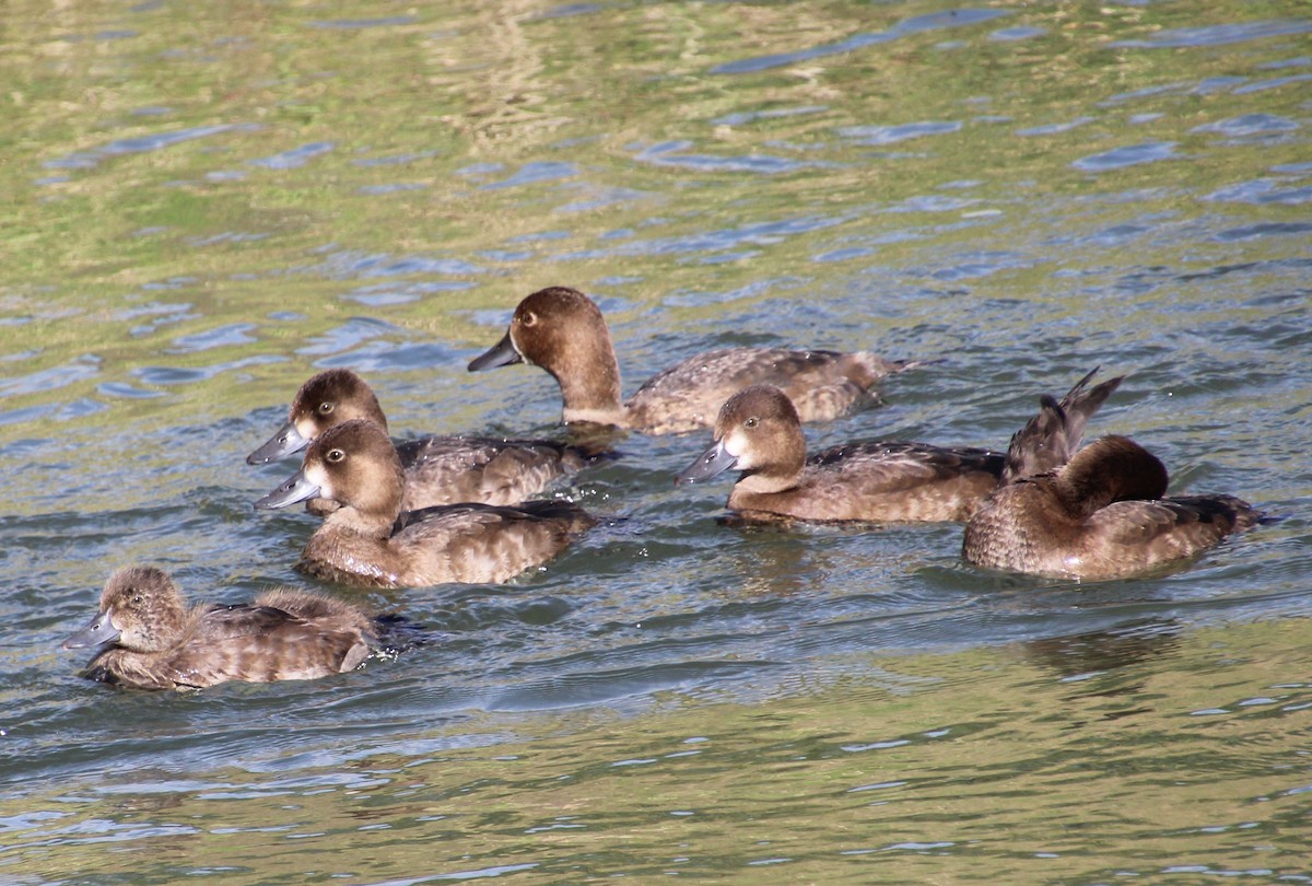 Lesser Scaup - ML623894647