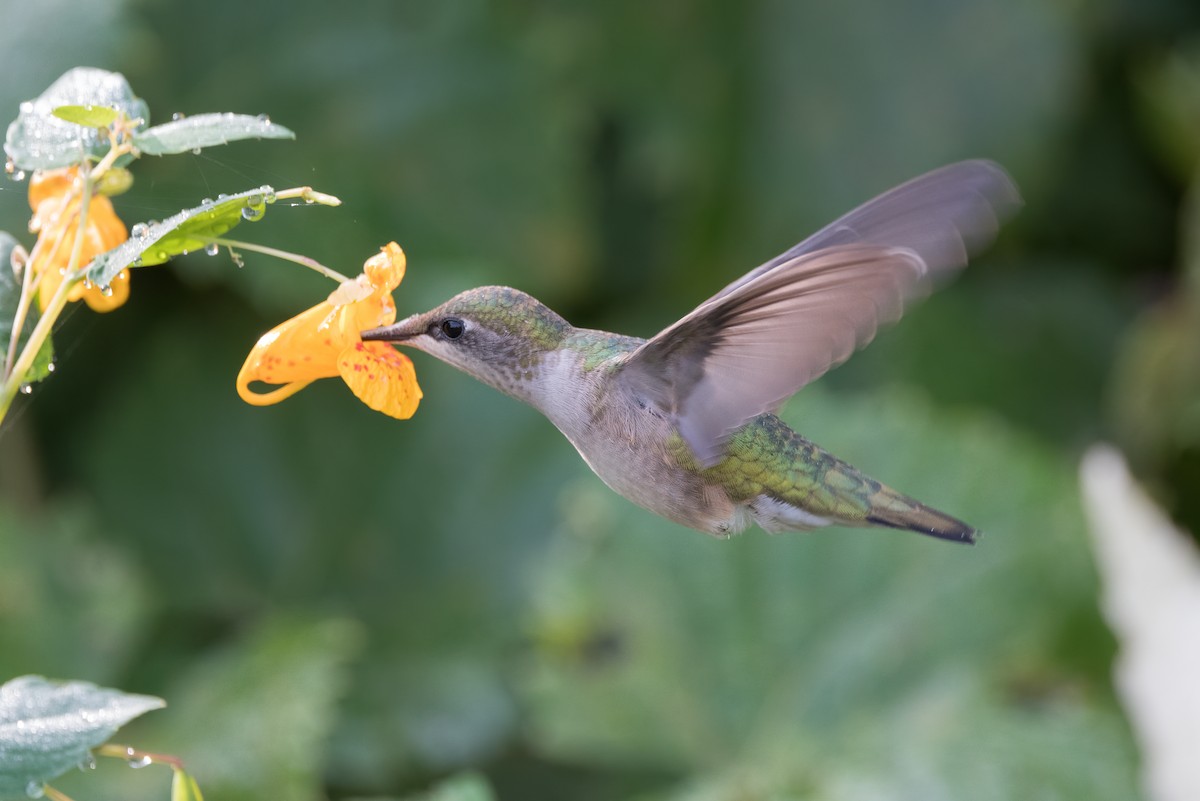 Colibri à gorge rubis - ML623894652