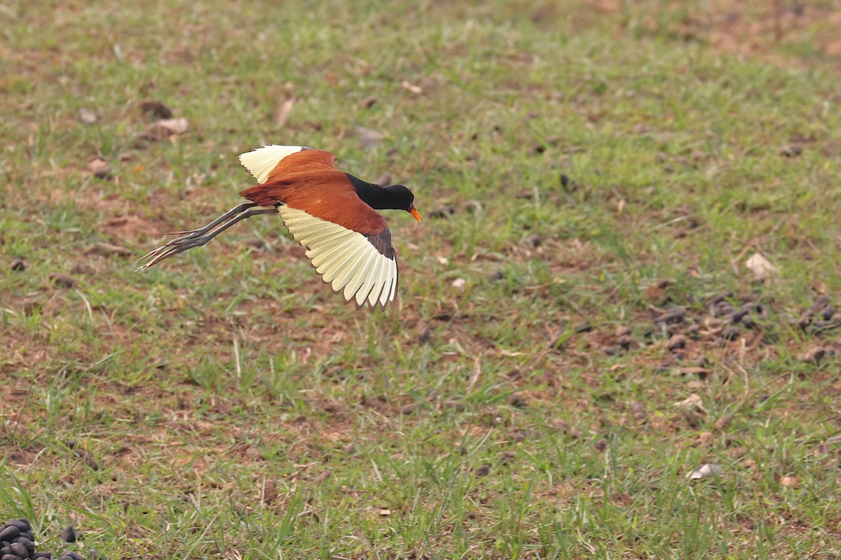 Wattled Jacana (Chestnut-backed) - ML623894662