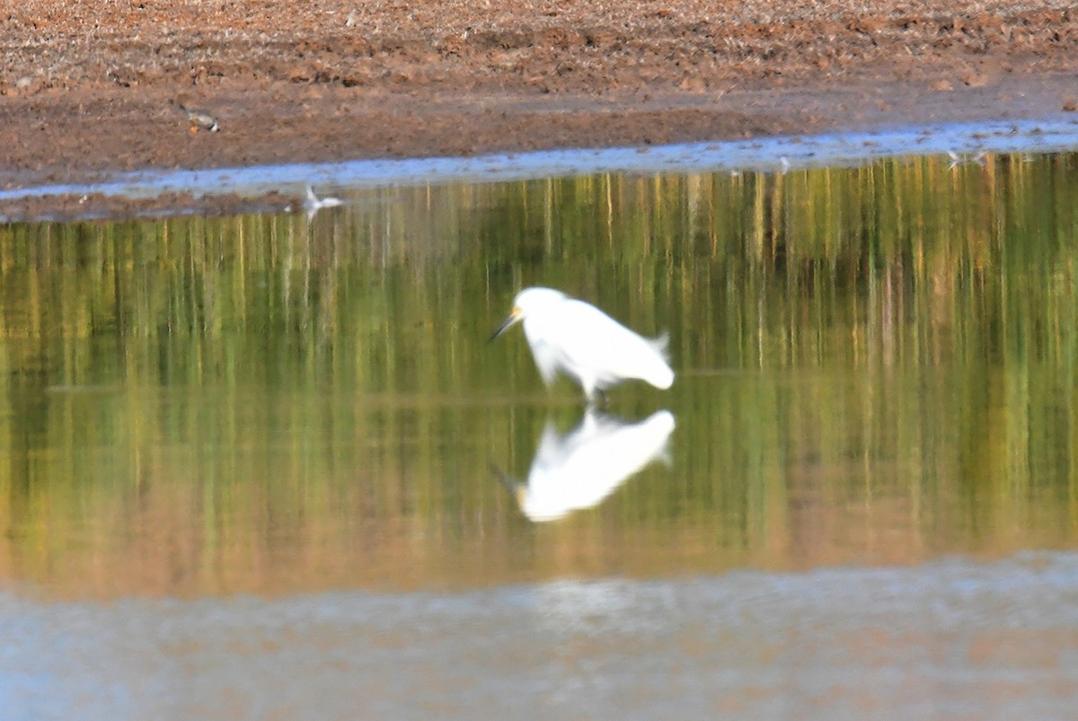 Snowy Egret - ML623894664