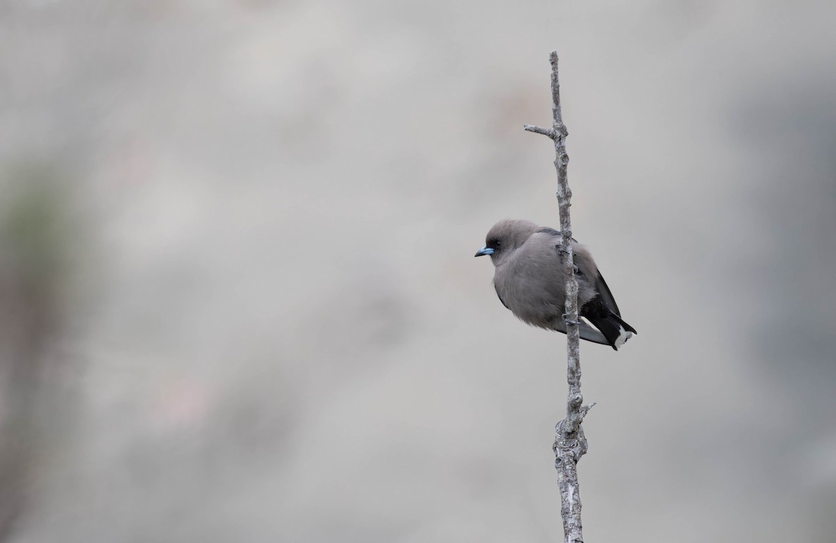 Dusky Woodswallow - ML623894668