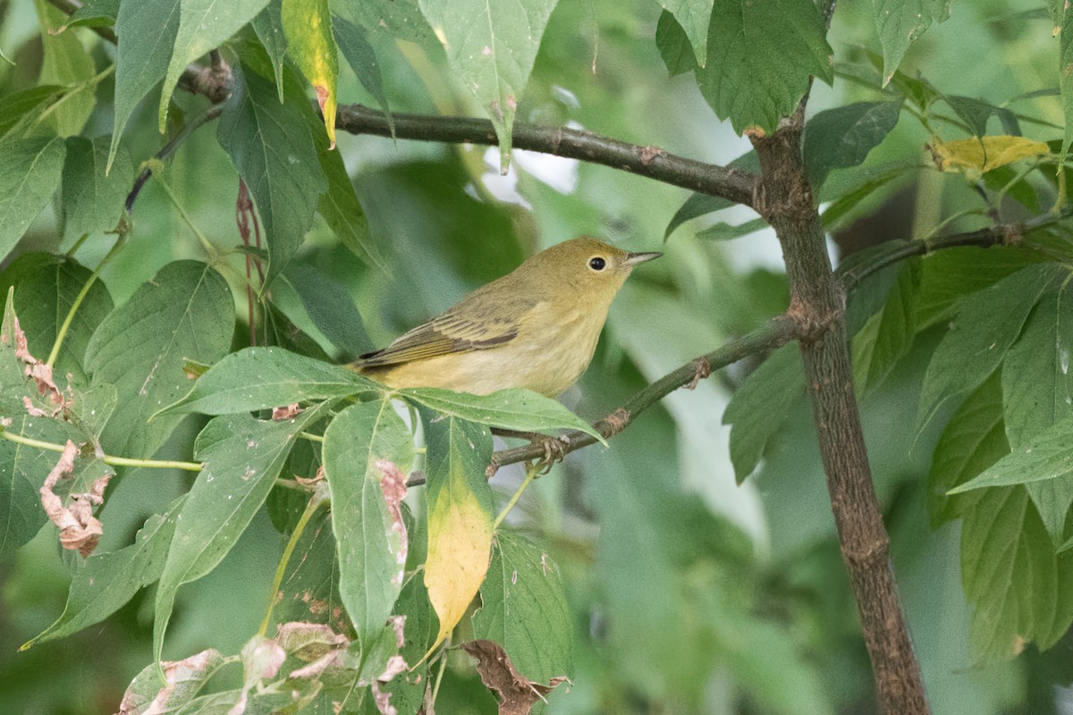 Paruline jaune - ML623894671