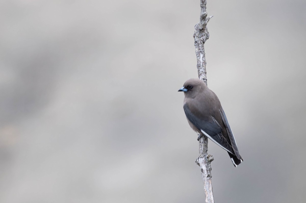 Dusky Woodswallow - ML623894678
