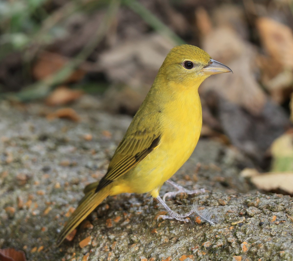 Summer Tanager - ML623894679