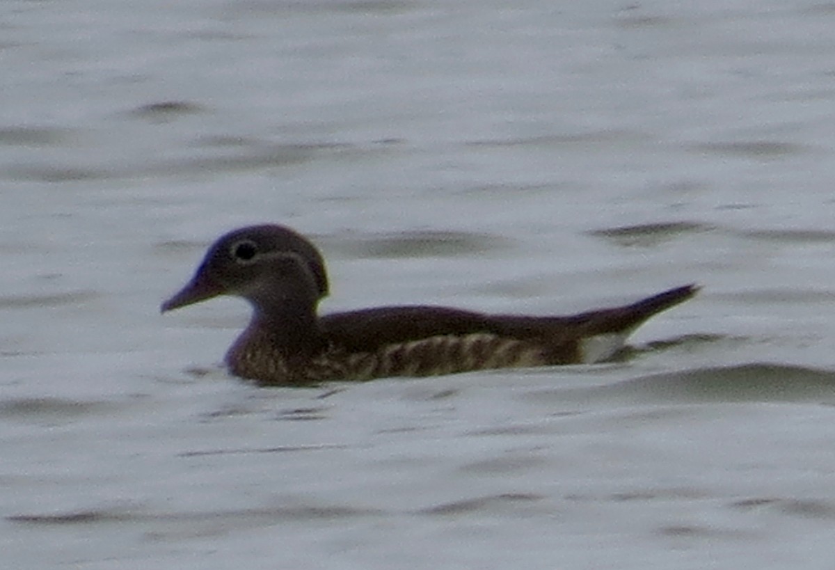 Mandarin Duck - Thomas Wurster