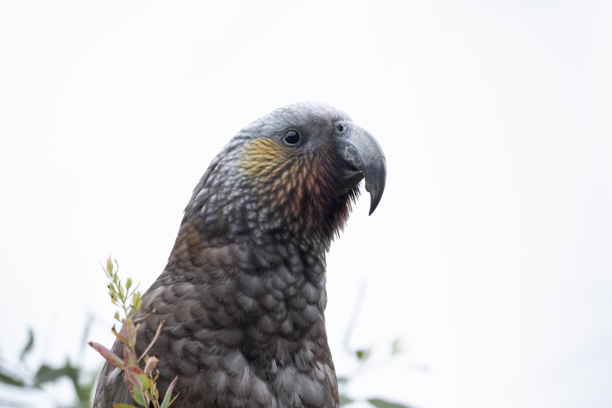 New Zealand Kaka - ML623894711