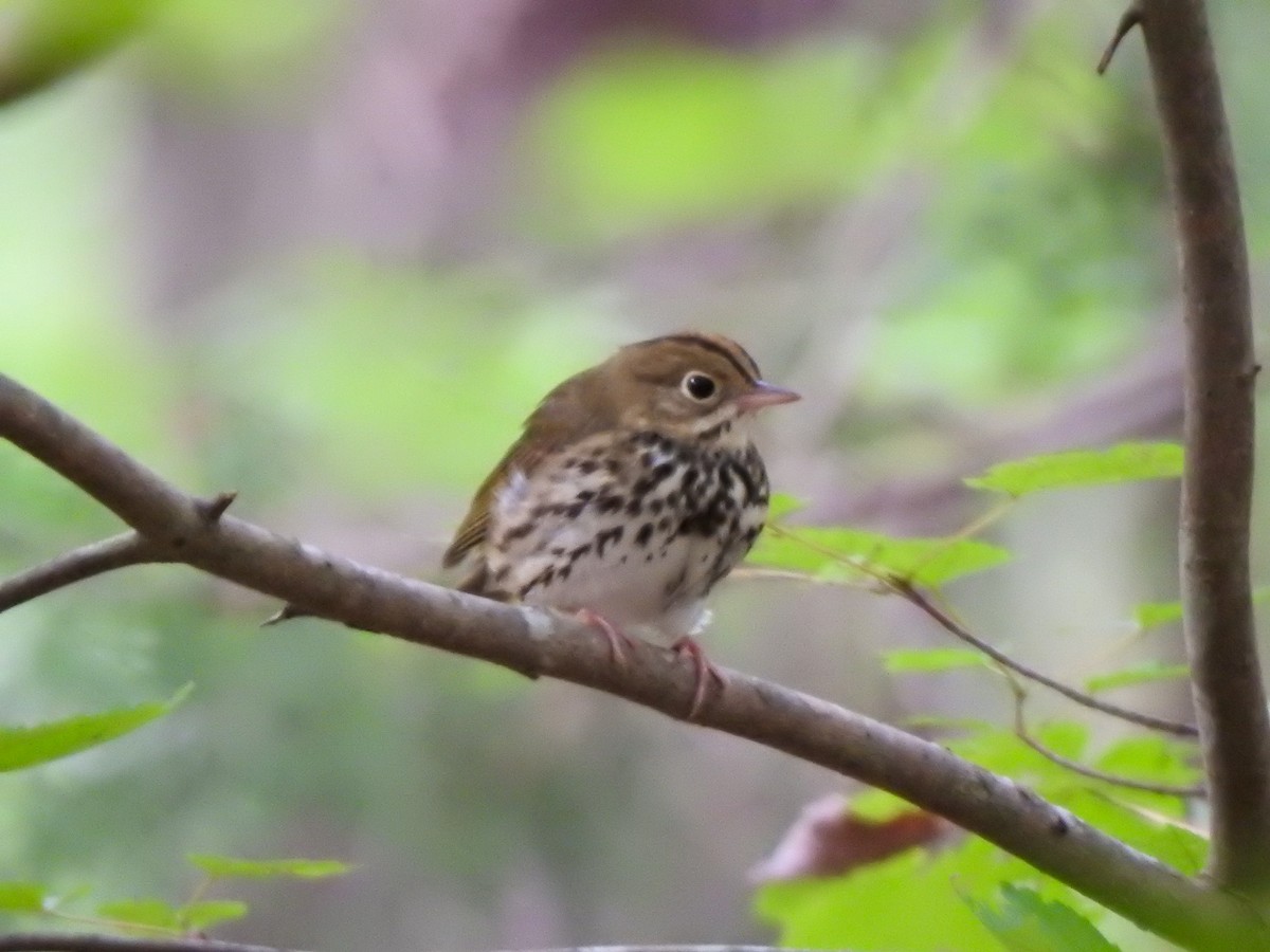 Ovenbird - ML623894718