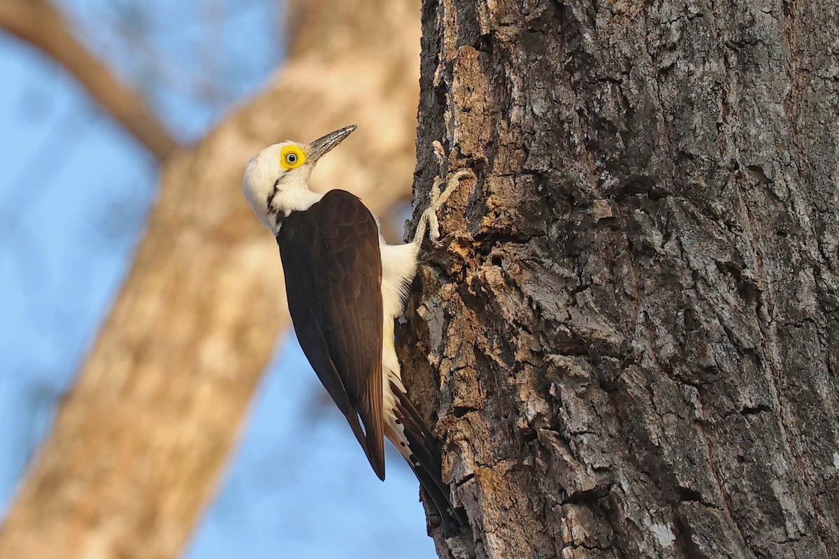 White Woodpecker - Michael O'Brien