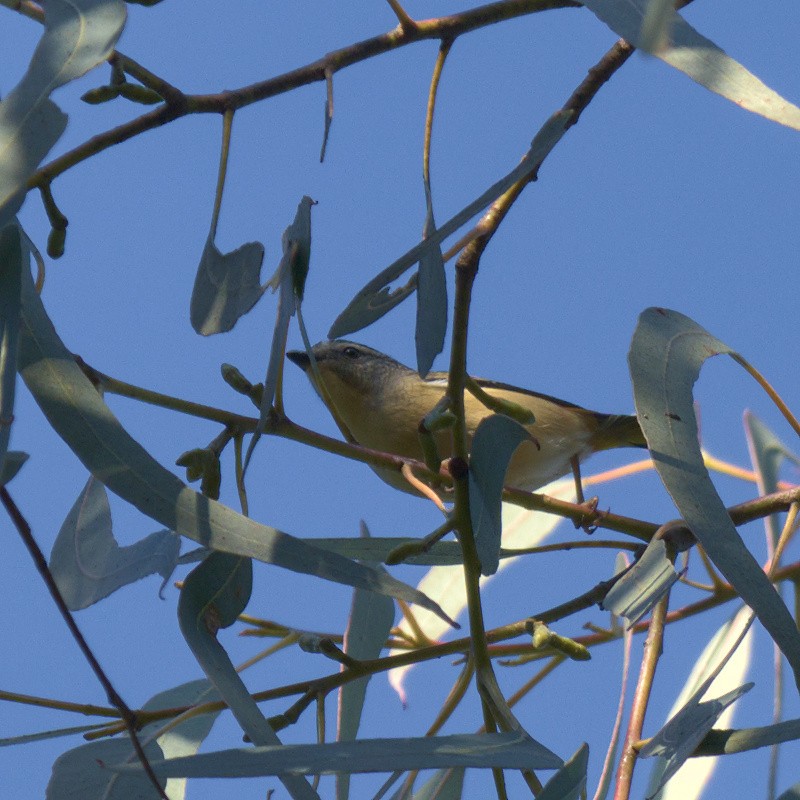 Pardalote pointillé - ML623894759