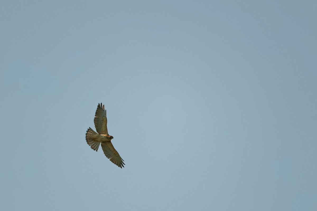 Broad-winged Hawk - ML623894782