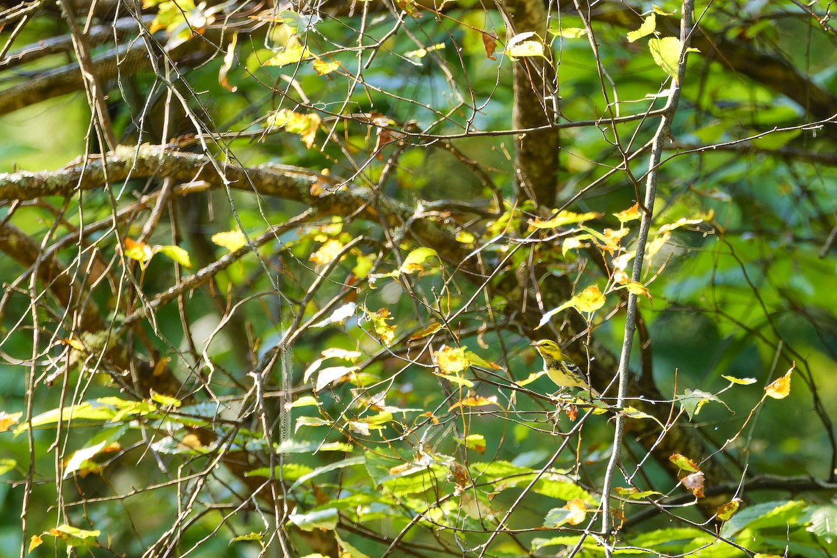 Black-throated Green Warbler - ML623894798