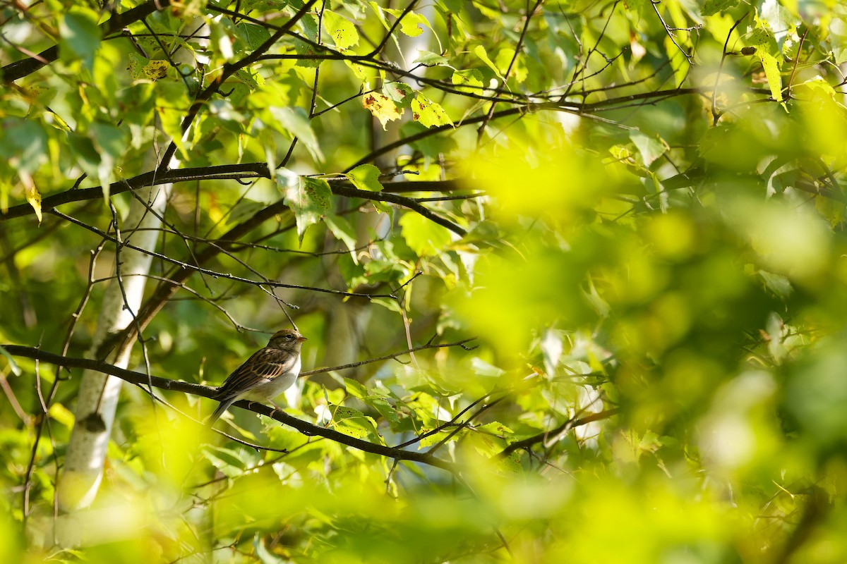 Chipping Sparrow - ML623894803