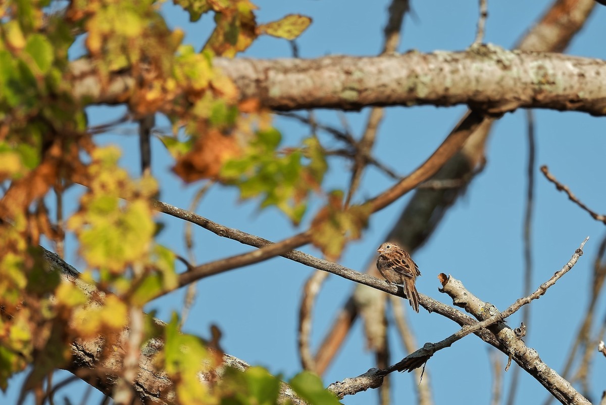 Field Sparrow - ML623894806