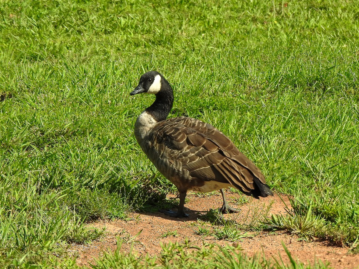 Cackling Goose - ML623894811