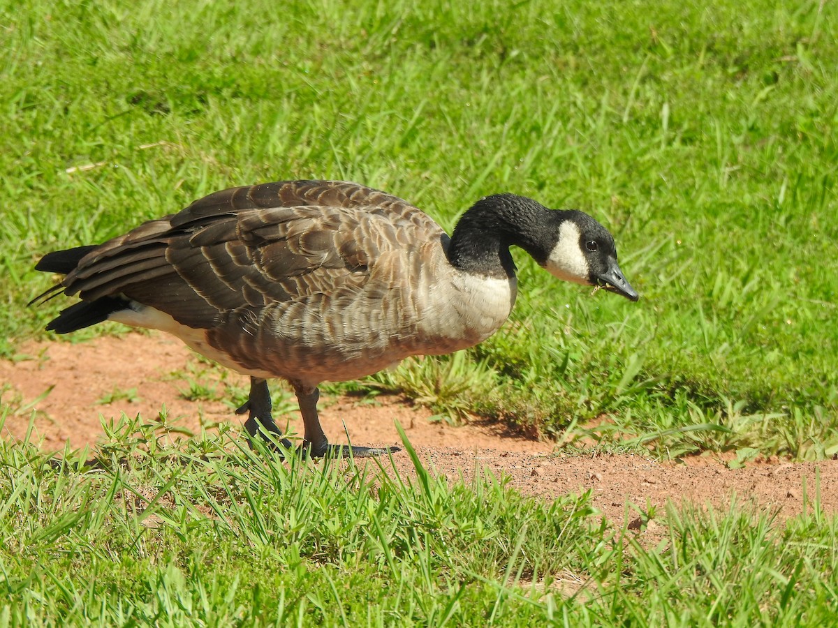 Cackling Goose - ML623894812