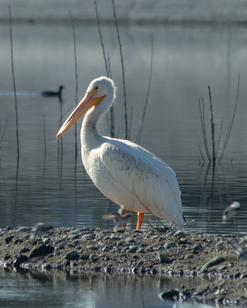 American White Pelican - ML623894815