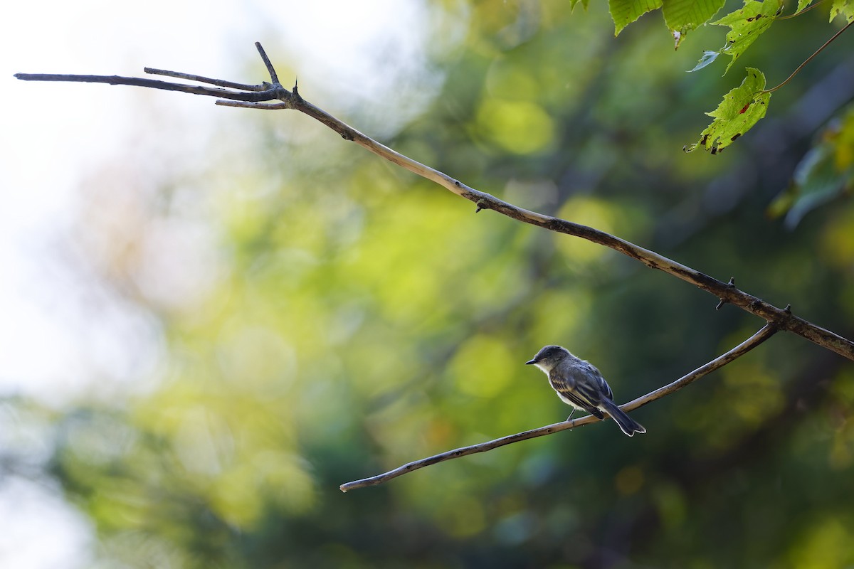 Eastern Phoebe - ML623894825