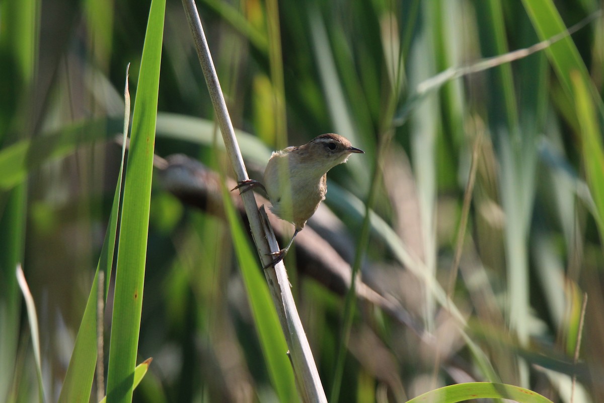 Marsh Wren - ML623894841