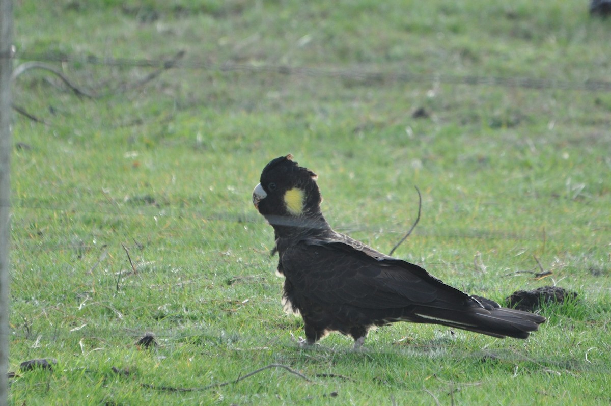 Yellow-tailed Black-Cockatoo - ML623894842