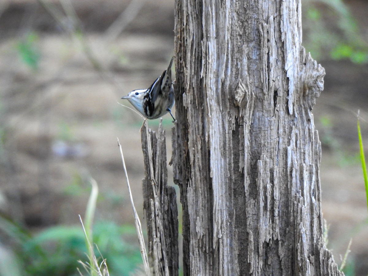 Black-and-white Warbler - ML623894843