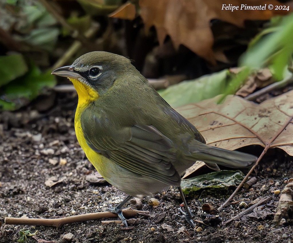 Yellow-breasted Chat - ML623894863