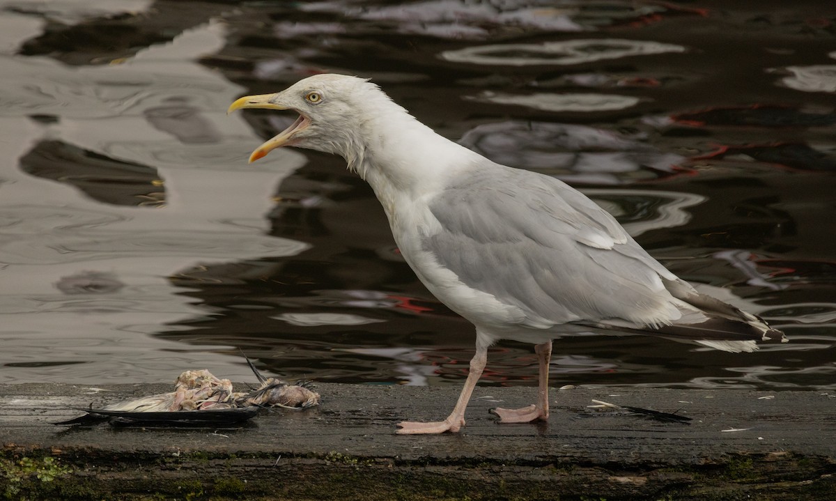 Herring Gull (European) - ML623894889