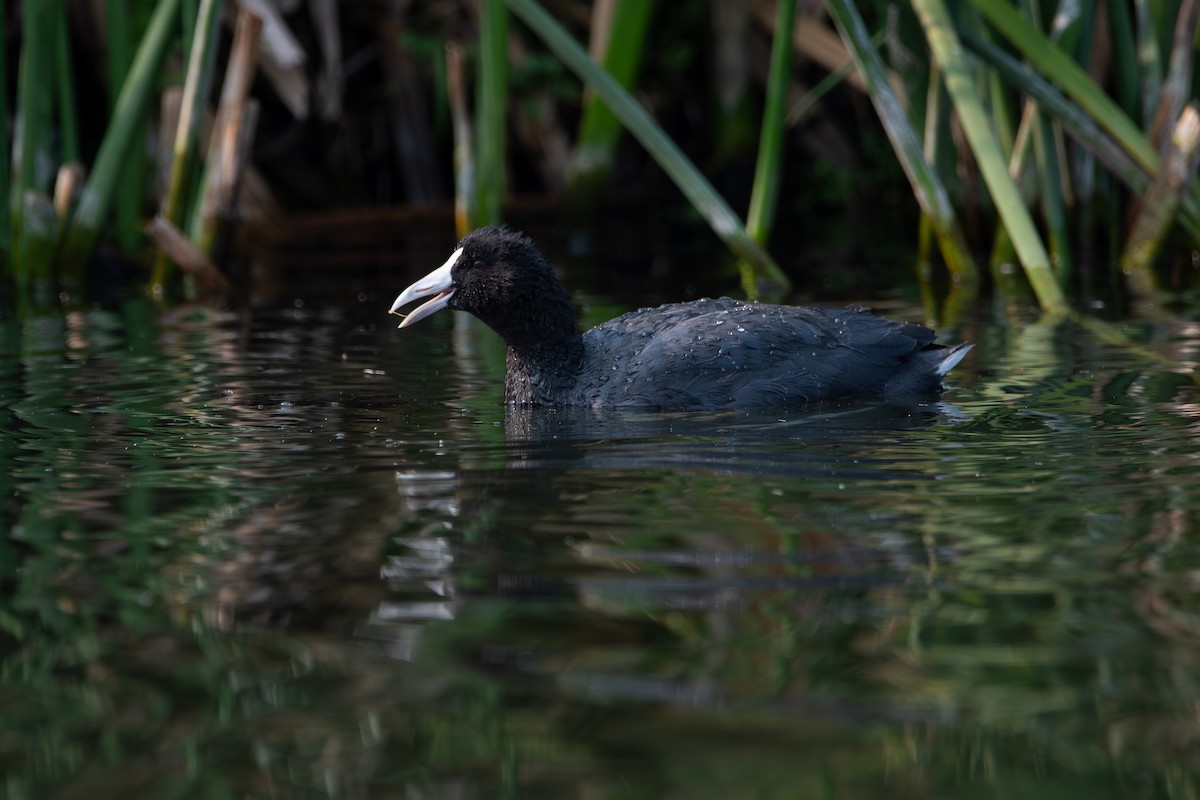 Slate-colored Coot - ML623894898