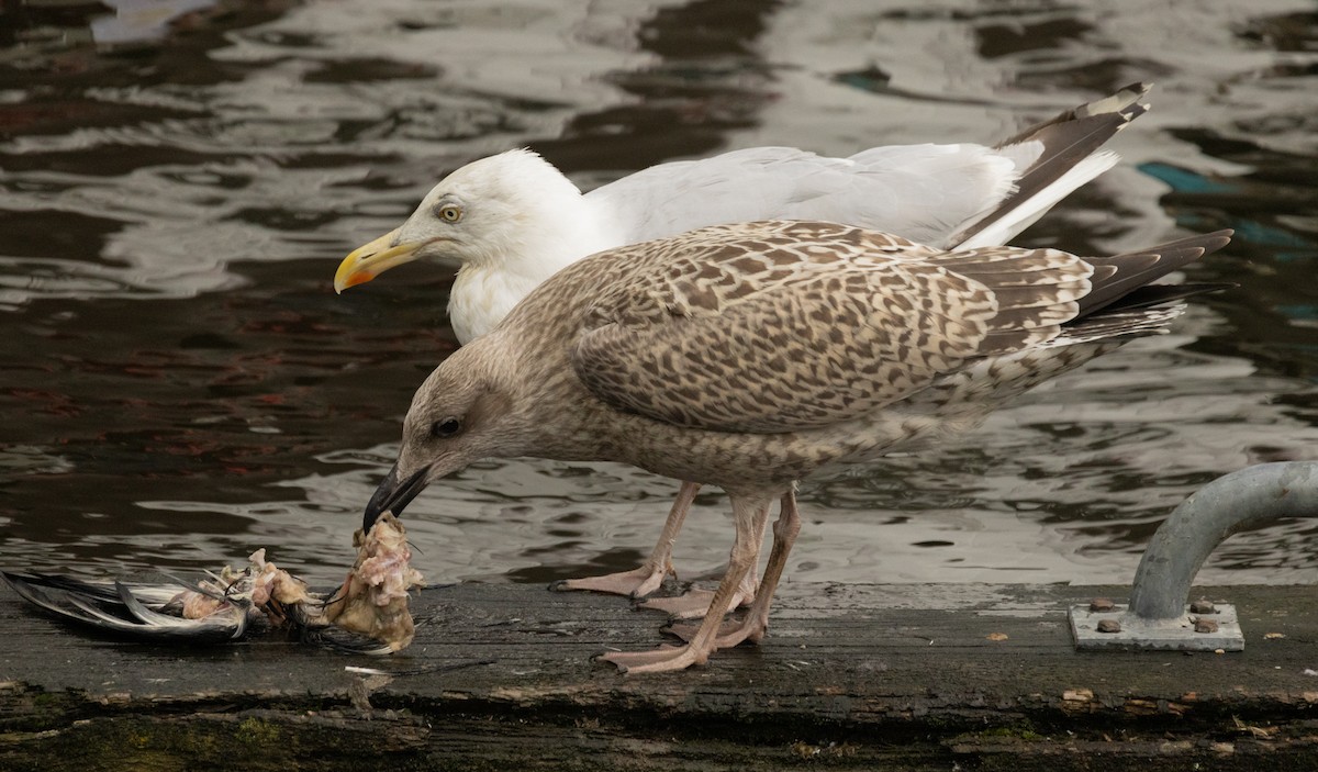 Herring Gull (European) - ML623894905