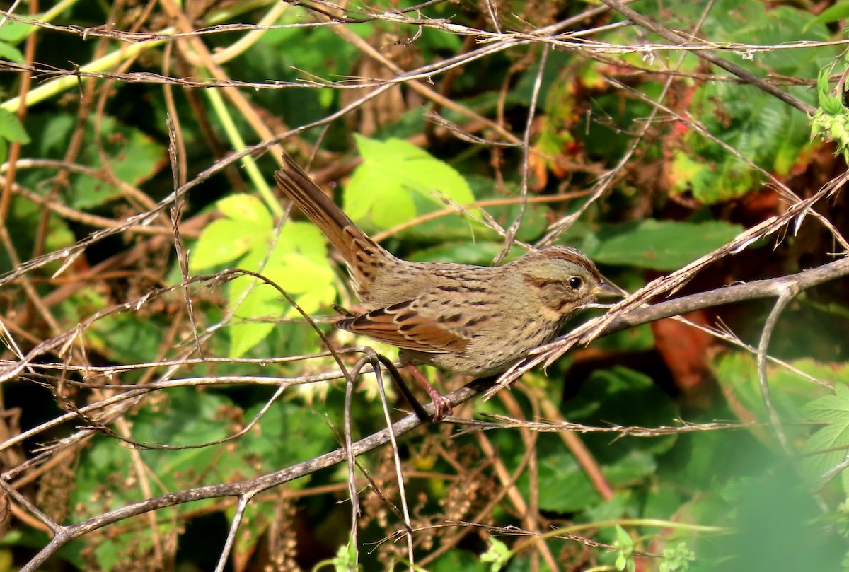 Lincoln's Sparrow - ML623894912