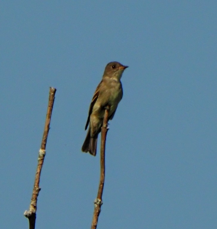 Eastern Wood-Pewee - ML623894920