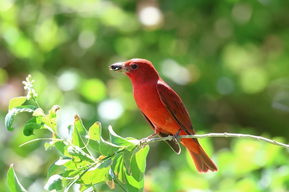 Summer Tanager - ML623894924