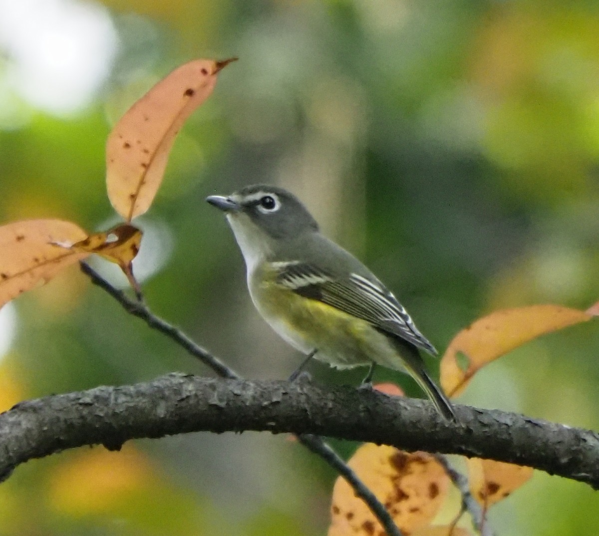 Blue-headed Vireo - Edmond & Elza Cheng